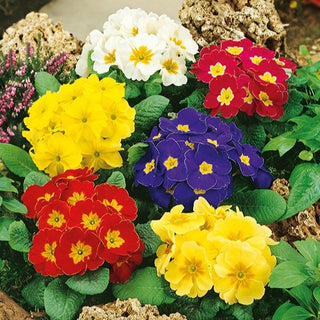 Stängellose Schlüsselblume - Dichte Blütenstände Für Beeteinfassungen - Primula acaulis