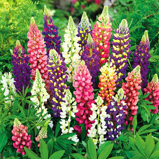 Lupine - Festival - Zwerg Mischung - Dekorative Gartensorte - Lupinus polyphyllus