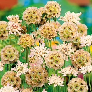 Stern Skabiose - Besonderer Blickfang Im Beet - Scabiosa stellata - Premium-Saatgut