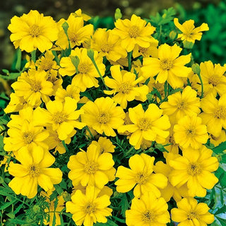 Studentenblume - Favourite - Warme Blütenpracht Den Ganzen Sommer - Tagetes patula