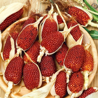 Ziermais - Strawberry Corn - Einzigartige Sorte, Farbenfrohe Dekoration - Premium-Saatgut