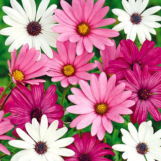 Kapmargarite - Mischung - Blüht Von Frühling Bis Herbst - Osteospermum ecklonis - Premium-Saatgut