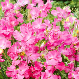 Edelwicke - Rosa - Pastellfarbener Hingucker Im Garten - Lathyrus odoratus