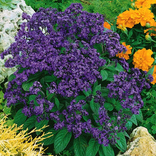 Vanilleblume - Angenehmer Vanilleduft Im Garten - Heliotropium arborescens - Premium-Saatgut