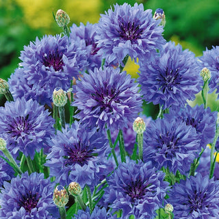Blue Ball Cornflower - Delicate Beauty of Flower Beds - Centaurea cyanus - Premium Seeds