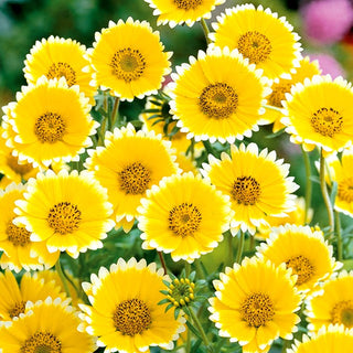 Weißspitzchen - Sanfter Präriecharme Im Garten - Layia platyglossa - Premium-Saatgut