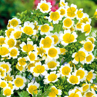 Spiegeleiblume - Bienenfreundliche Pflanze, Reichblühend - Limnanthes douglasii - Premium-Saatgut