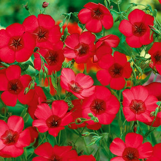 Roter Lein - Rot - Elegante Gartenzierde - Linum grandiflorum - Premium-Saatgut