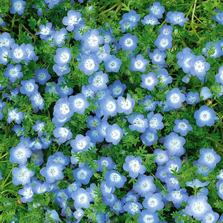 Blaue Hainblume - Zarter Blauton Für Balkon Und Beete - Nemophila menziesii