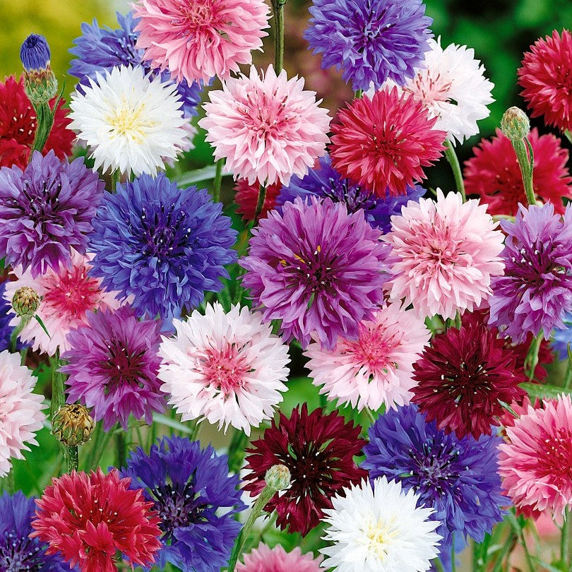 Kornblume - Honigpflanze - mischung - Klassische blaue Schönheit, unte ...