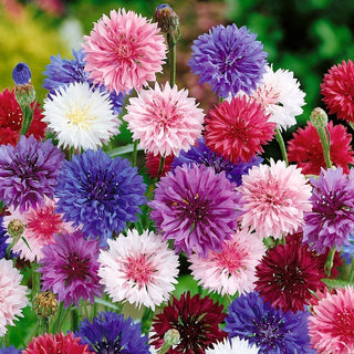 Cornflower - A Selection of Varieties - Easy to Grow, Perfect for Wild Gardens, Flower Meadows - Centaurea Cyanus - Premium Seeds