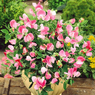 Edelwicke - Pink Cupid - Blüten In Zartem Rosé - Lathyrus odoratus