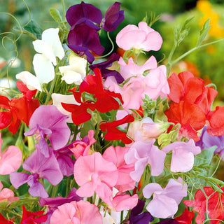 Edelwicke - Mammoth Mischung - Beeindruckende Größe, Intensives Aroma - Lathyrus odoratus
