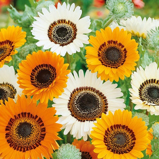 Prächtiges Bärenohr - Große Prächtige Blüten - Venidium fastuosum - Premium-Saatgut