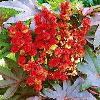 Wunderbaum - Rotblättrig - Spektakuläres Aussehen, Pflegeleicht - Ricinus communis - Premium-Saatgut