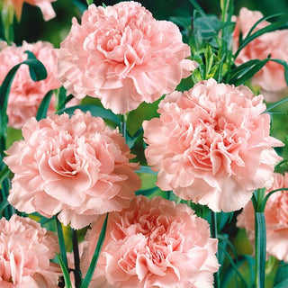 Landnelke - La France - Zartrosafarbene Gefüllte Blüten - Dianthus caryophyllus