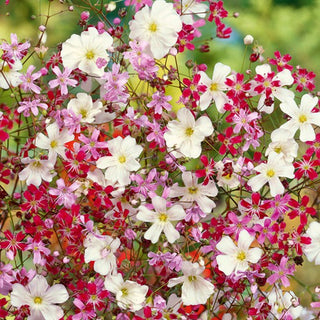 Schleierkraut - Mischung - Fröhliche Farbvielfalt Für Beete - Gypsophila elegans