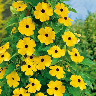 Schwarzäugige Susanne - Gelb - Kletternd, Schnelles Wachstum Von Sommer Bis Herbst - Thunbergia alata - Premium-Saatgut
