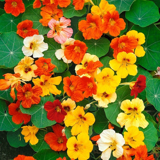 Garden Nasturtium - Ideal for Borders, Arbours and Balconies! - Tropaeolum Majus - Premium Seeds
