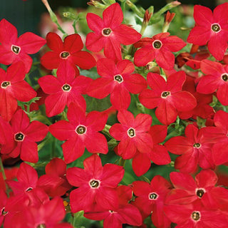 Ziertabak - Crimson Bedder - Intensive Farbe, Süßer Duft - Nicotiana alata
