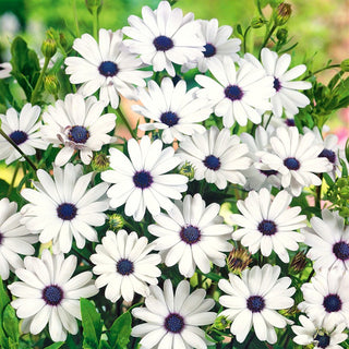 Kapmargarite - Weiß - Schneeweiße Blüten, Kompakter Wuchs - Osteospermum ecklonis