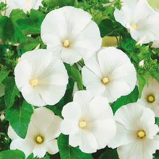 Bechermalve - Weiße - Prachtvolle Blüten Von Sommer Bis Herbst - Lavatera trimestris - Premium-Saatgut
