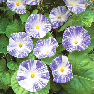 Prunkwinde - Flying Saucers - Dreifarbige, Besonders Originelle Blüten - Ipomoea tricolor