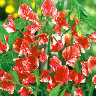 Edelwicke - Old Spice America - Lange Blütezeit, Eindrucksvolle Kletterpflanze - Lathyrus odoratus