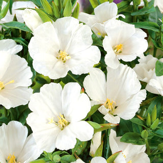 Sommerazalee - Weiße - Elegante Und Zeitlose Beetenpracht - Godetia grandiflora