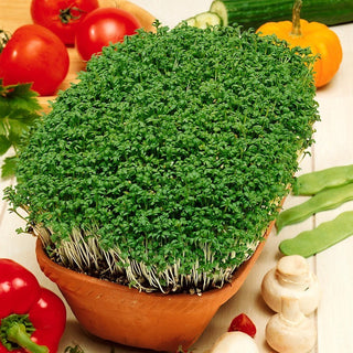 Cress - Source of Vitamins, Refreshing Addition to Sandwiches - Lepidium Sativum - Premium Seeds