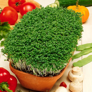 Gartenkresse - Reiches Vitaminangebot - 500 g
