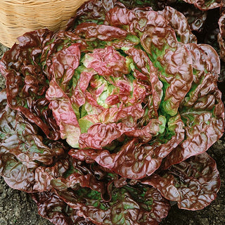 Kopfsalat Sahim - Kräftig Grüne, Robuste