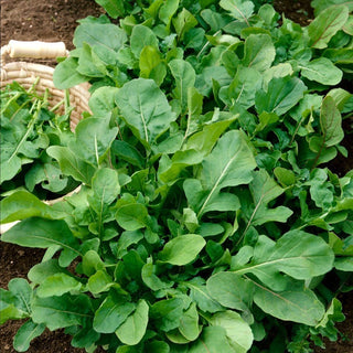 Rocket - Spicy Touch for Any Dish - Eruca Sativa - Premium Seeds