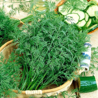 Dill Krezus - Ertragreich, perfekt zum Trocknen und Einfrieren - Mega-Packung - 500 g