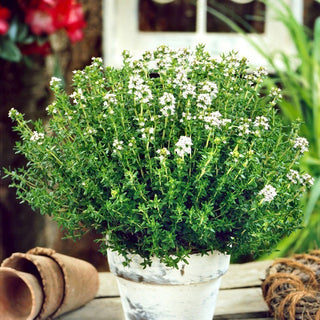 BIO Thymian - Bio Gewürz Für Vielseitige Anwendungen - Thymus vulgaris - Premium-Saatgut