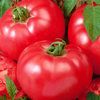 Tomate Faworyt - Große Früchte, Hervorragender Geschmack, Perfekt Für Sandwiches - 10 g
