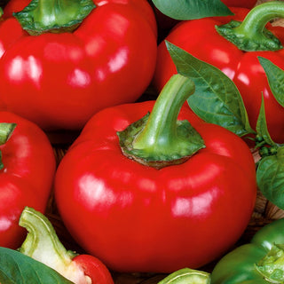Paprika Dumas - Süße Sorte, Ertragreich Mit Großen Früchten