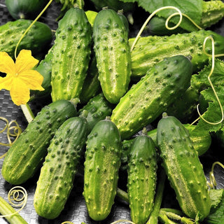 Cornichon de Paris Gherkin Cucumber - Productive, Slender, Perfect for Gherkins - Premium Seeds
