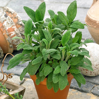 BIO Echter Salbei - Intensives Aroma, Mehrjährig, Robust - Salvia officinalis - Premium-Saatgut