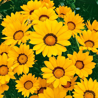 Mittagsgold - Gelb mit Ring - Auffälliges Muster, Blickfang - Gazania splendens