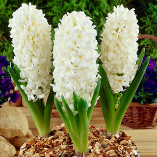 Hyazinthe - Aiolos - Hyacinthus - Wunderschön in Töpfen präsentiert - 3 Blumenzwiebeln