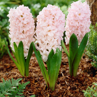 Hyazinthe - Apricot Passion - Hyacinthus - Aromatische Frühlingsexplosion - 3 Blumenzwiebeln