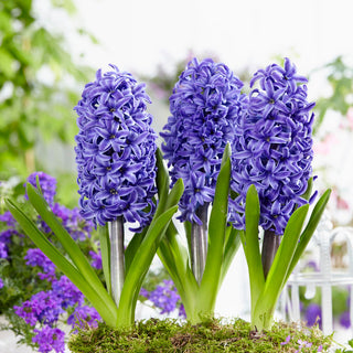 Hyazinthe - Blue Pearl - Hyacinthus - Zarter Blauton - 3 Blumenzwiebeln