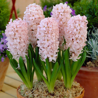 Hyazinthe - China Pink - Hyacinthus - Zarte pastellfarbene Tönung - 3 Blumenzwiebeln