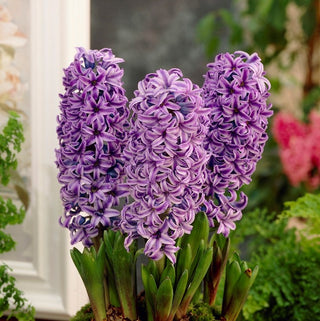 Hyazinthe - Purple Star - Hyacinthus - Bildet dichte dekorative Horste - 3 Blumenzwiebeln