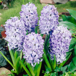 Hyazinthe - Sky Jacket - Hyacinthus - Außergewöhnliche Zierde für jeden Garten - 3 Blumenzwiebeln
