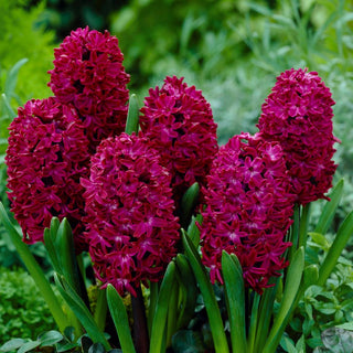 Hyazinthe - Woodstock - Hyacinthus - Resistent gegen wechselhaftes Wetter - 3 Blumenzwiebeln