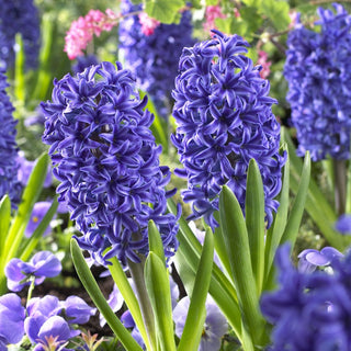 Hyazinthe - Blue Jacket - Hyacinthus - Ideal für Topf und Beet - 3 Blumenzwiebeln
