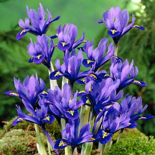 Bartlose Schwertlilie - Harmony - Iris - Himmlisches Blau voller Anmut - 10 Blumenzwiebeln