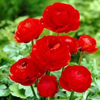 Hahnenfuß - Rot - Ranunculus - Energie und Romantik im Garten - 10 Knollen